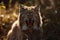 Angry roaring Lynx, Generative Ai
