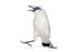 Angry Rothschild\\\'s Swift bird, Leucopsar rothschildi, isolated on white