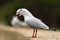 Angry sea gull in aggressive pose