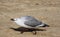 Angry seagull on the beach