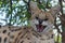 A angry serval snarling front on