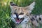 Angry Serval Wild Cat