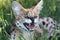 Angry Serval Wild Cat