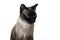 Angry siamese cat with though look