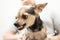 Angry small dog breeds, toy terrier grins, chihuahua is afraid and shows teeth, pet growls