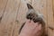 Angry small light gray kitten biting man hand. Purebred six weeks old Siamese cat with blue almond shaped eyes on wooden floor