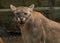An angry snarling puma cougar is looking at me