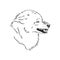 Angry snarling wolf, angry wolf growls, wolf head, vector sketch illustration