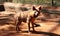 Angry spotted hyena standing in the paddock and looks