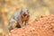 Angry squirrel in the Grand Canyon