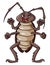 Angry Standing Cockroach Color Illustration Design