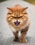 angry street cat