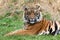 Angry Sumatran Tiger Lying in the Grass
