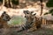 Angry tiger cub headshot or head shot - panthera tigris