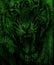 Angry tiger face in a matrix background