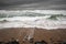 Angry waves in stormy weather in biarritz in winter