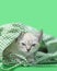 Angry White Siamese Kitten just woke up green checkered cloth bag