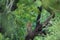 An angry wild leopard or panther on tree trunk in natural monsoon green background at jhalana forest or leopard reserve jaipur