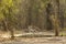 Angry wild male tiger scolding on a playful cub at magdhi zone of bandhavgarh national park or tiger reserve madhya pradesh india