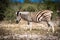 Angry Zebra, Etosha National Park Namibia