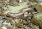Anguis fragilis face closeup. Slow worm aka slowworm.
