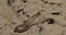Anguis Fragilis Is A Legless Lizard Reptile Native To Eurasia. Deaf Adder, Slowworm, Blindworm, Long-cripple. These