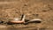 Anguis fragilis, Slow worm basking on a sandy surface in a natural environment