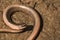 Anguis fragilis, Slow worm basking on a sandy surface in a natural environment