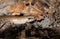 An Anguis fragilis, or slow worm warming up on the ground in the sun before going hunting.