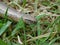 Anguis fragilis Slow-worms are lizards, though they are often mistaken for snakes. Unlike snakes they have eyelids, a flat forked