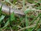 Anguis fragilis Slow-worms are lizards, though they are often mistaken for snakes. Unlike snakes they have eyelids, a flat forked