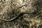 Anguis fragilis, Slowworm, Blindworm, named by Linnaeus in 1758