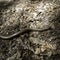 Anguis fragilis, Slowworm, Blindworm, named by Linnaeus in 1758