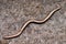 Anguis fragilis, the slowworm, is a legless lizard native to Eurasia.