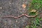 Anguis fragilis, the slowworm, is a legless lizard native to Eurasia. Similar to a snake