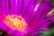 Angular Pigface Carpobrotus glaucesens (carpobrotus edulis). Blooming Karkalla or pigface flowers with succulent leaves