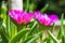 Angular Pigface Carpobrotus glaucesens (carpobrotus edulis). Blooming Karkalla or pigface flowers with succulent leaves