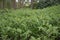 Angular Solomons seal Polygonatum odoratum Variegatum, flowering plants