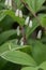 Angular Solomons seal Polygonatum odoratum Variegatum flowers under leaf