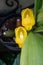 Anguloa clowesii Orchid Macro