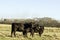 Angus beef cows and calves in winter pasture