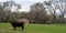 Angus brood cow in AL pasture in March