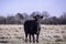 Angus brood cow in field with red ear tags