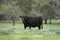 Angus brood cow in lush pasture