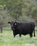 Angus brood cow in lush pasture portrait format