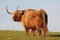 Angus Bull in the field