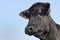 Angus bull standing in young sagebrush