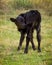 Angus calf