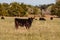 Angus calf in early autumn pasture