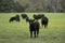 Angus calf in front of herd in spring pasture